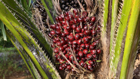 ripe oil palm fruit on the tree
