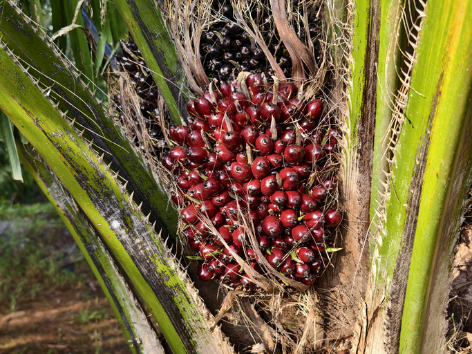 Why We Use Sustainable Palm Oil in Our Natural Skincare